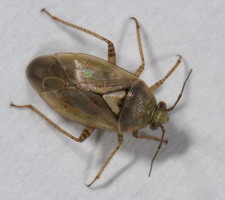 Imago