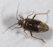 Imago