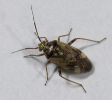 Imago