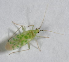 Imago