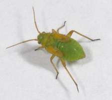 Nymfe
