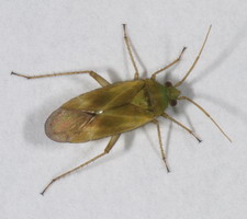 Imago: Han