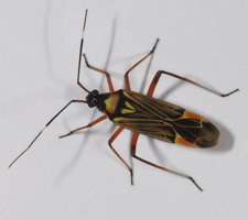Imago