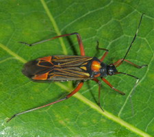 Imago