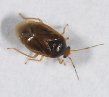 Imago