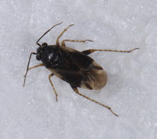 Imago