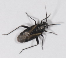 Imago: Han