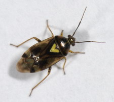 Imago