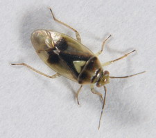 Imago: Farvevariant