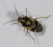 Imago