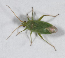 Imago