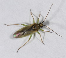 Imago