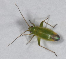 Imago