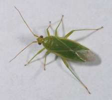 Imago