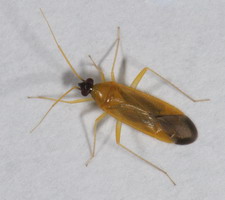 Imago