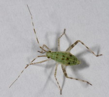 Imago