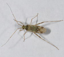 Imago
