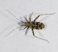 Imago