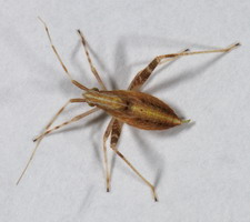 Nymfe