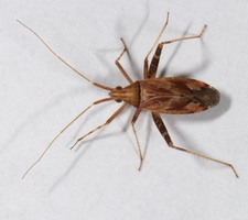 Imago
