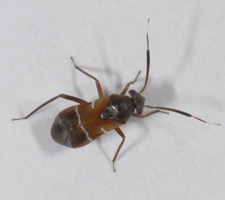 Imago