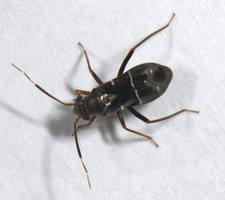 Imago