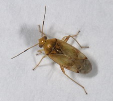 Imago