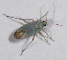Imago
