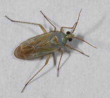 Imago