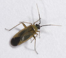 Imago