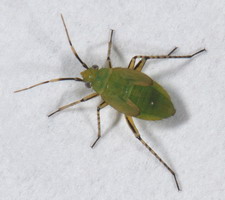 Nymfe