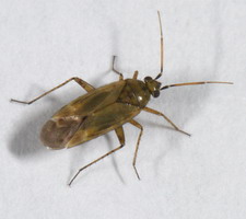 Imago