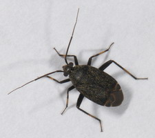 Imago