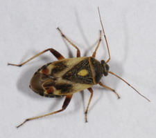 Imago