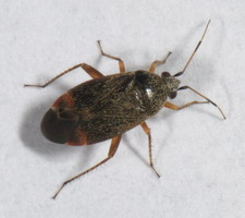 Imago: Hun
