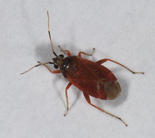 Imago: Hun (rdlig variant)