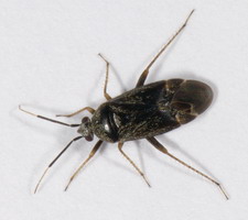 Imago: Han