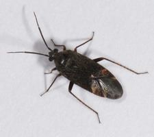 Imago