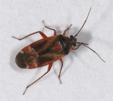 Imago