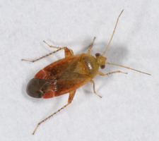 Imago