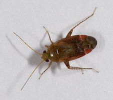 Imago