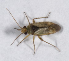Imago