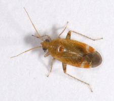 Imago