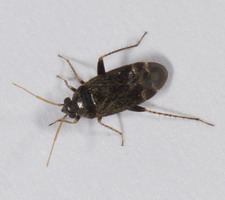 Imago