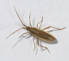 Imago: Efterrsgeneration