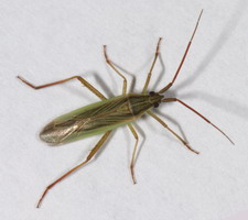 Imago