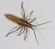 Nymfe