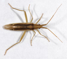 Imago