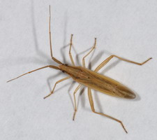 Imago: Efterrsgeneration