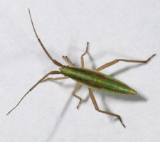 Nymfe